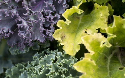 Fruits and Veggies that Help Burn Fat