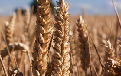 Explore Local Farms At Harvest Time